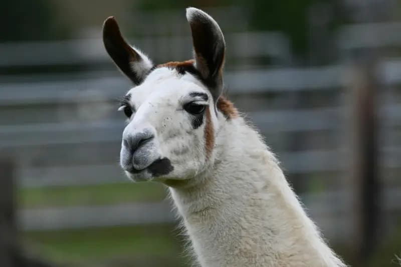 Lama's